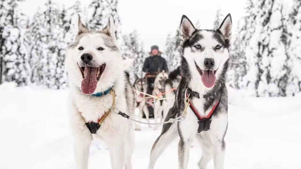 Husky dogs pulling a sled in snowy landscape with a person in the background.
