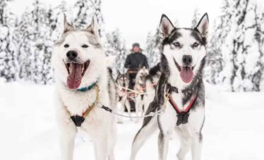 Husky dogs pulling a sled in snowy landscape with a person in the background.