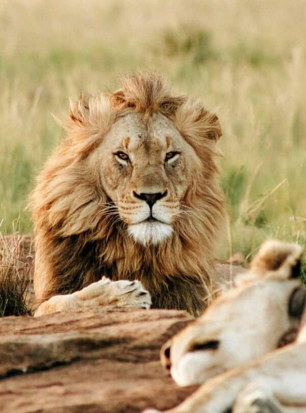 Lion safari in Tanzania.