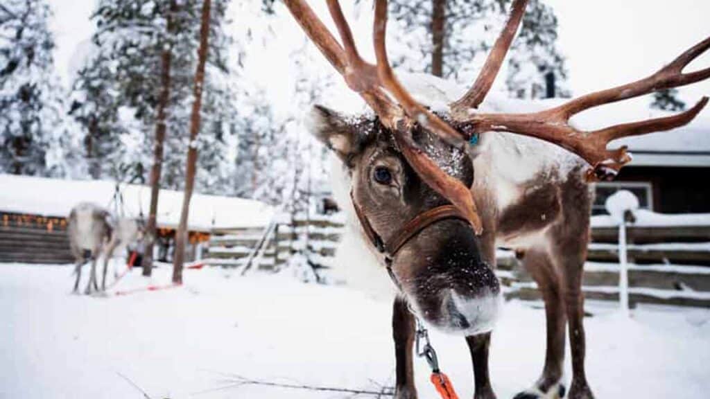 Reinderr in Rovaniemi.