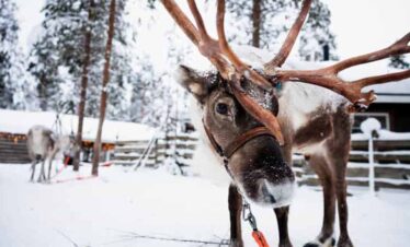 Reinderr in Rovaniemi.