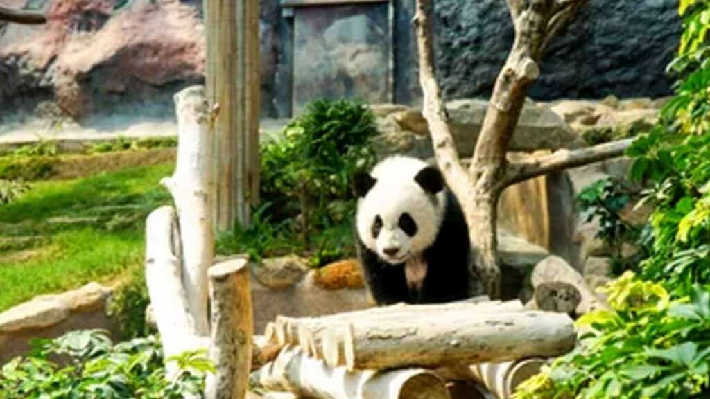 Adorable panda in a zoo enclosure with greenery and logs.