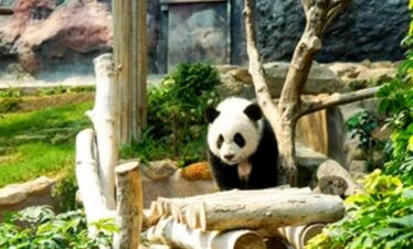 Adorable panda in a zoo enclosure with greenery and logs.