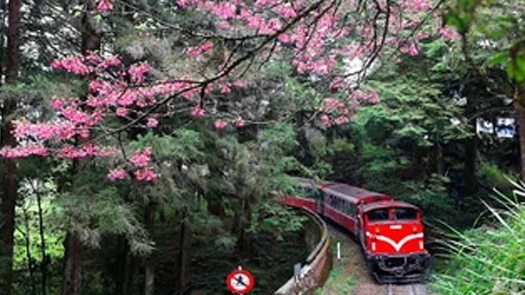 Beautiful red train winding through lush green forest with blooming pink cherry blossoms.