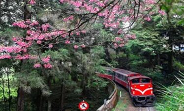 Beautiful red train winding through lush green forest with blooming pink cherry blossoms.