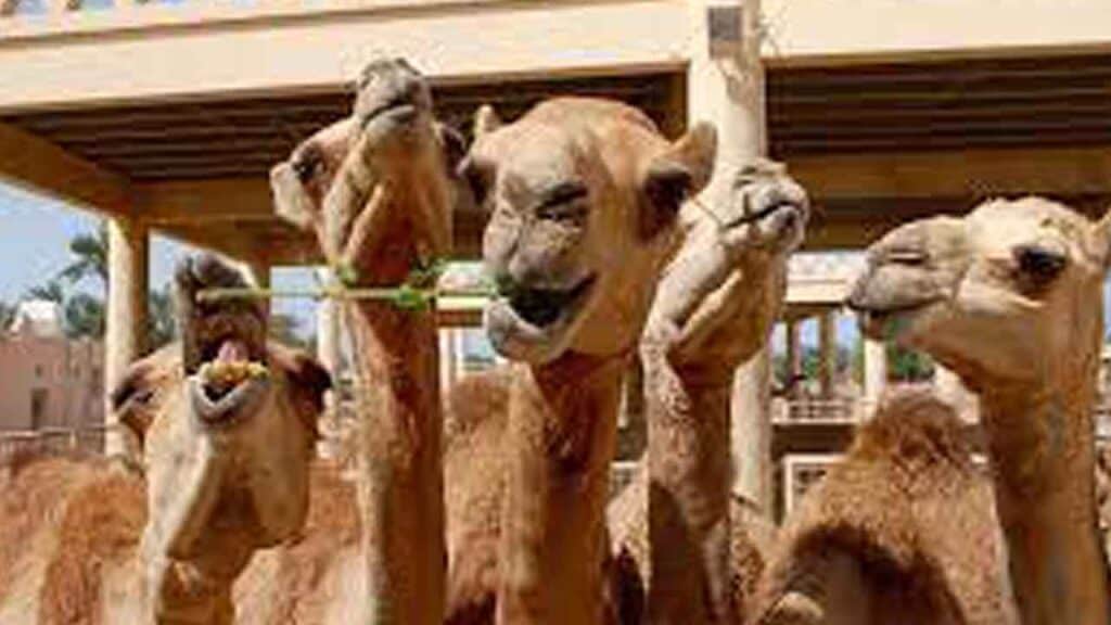 Group of camels ready for a desert safari adventure.