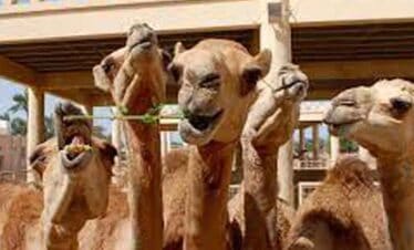 Group of camels ready for a desert safari adventure.