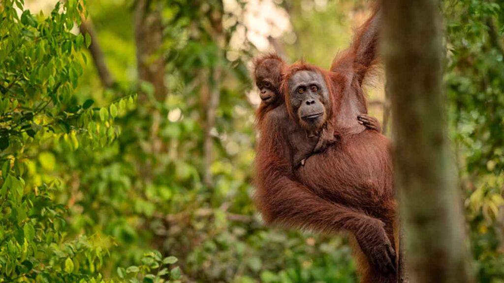 Young orangutan hanging from a tree in the rainforest.