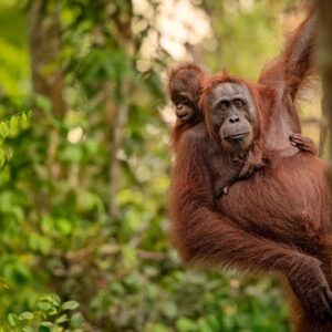 Young orangutan hanging from a tree in the rainforest.