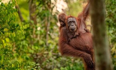 Young orangutan hanging from a tree in the rainforest.