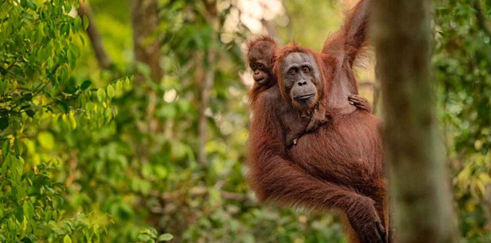 Young orangutan hanging from a tree in the rainforest.