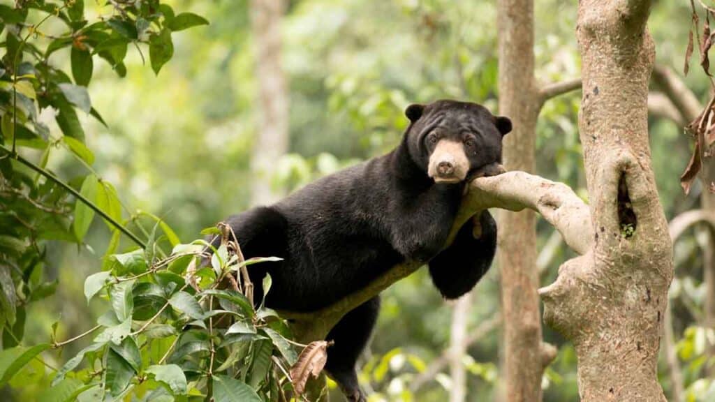 Young black bear climbing a tree in a lush forest setting.