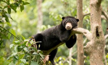 Young black bear climbing a tree in a lush forest setting.
