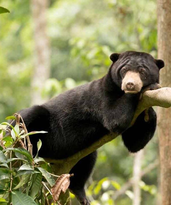 Young black bear climbing a tree in a lush forest setting.