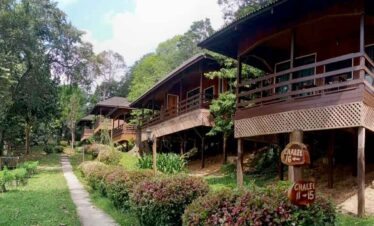 Charming treehouses nestled among lush greenery in a tranquil forest setting.