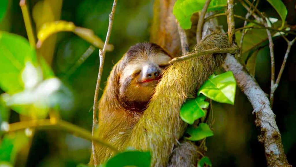 Sloth hanging peacefully on a tree branch in a lush jungle setting.