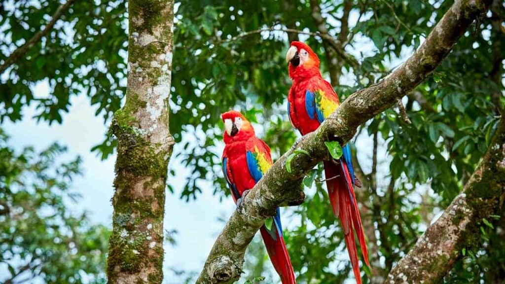 Two colourful parrots perched on a tree branch in lush greenery.