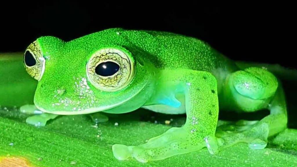 Green tree frog resting on a leaf at night, glowing under UV light.
