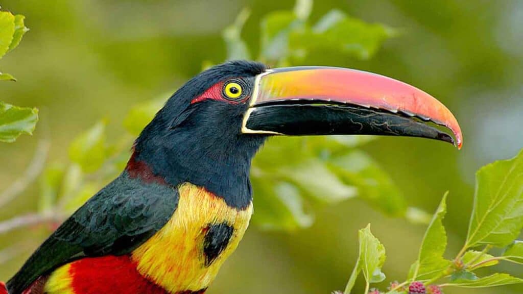 Colourful toucan perched on a branch in lush green jungle.