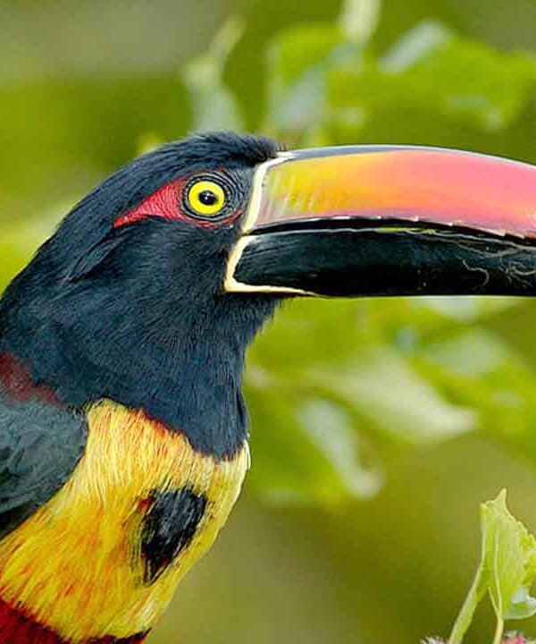 Colourful toucan perched on a branch in lush green jungle.