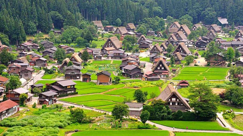 Style houses in Shirakawa-go with lush green rice fields and forest backdrop.