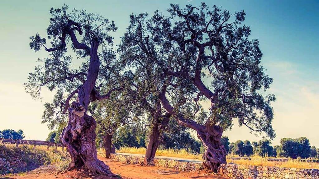 Ancient olive trees with gnarled trunks in a sunny rural setting, showcasing natural beauty and hist.
