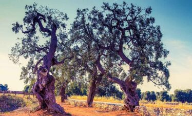 Ancient olive trees with gnarled trunks in a sunny rural setting, showcasing natural beauty and hist.