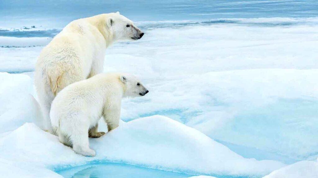 Polar bears standing on ice in the Arctic environment.