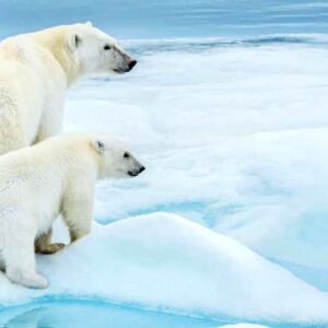 Polar bears standing on ice in the Arctic environment.