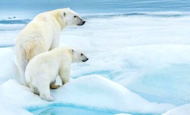 Polar bears standing on ice in the Arctic environment.
