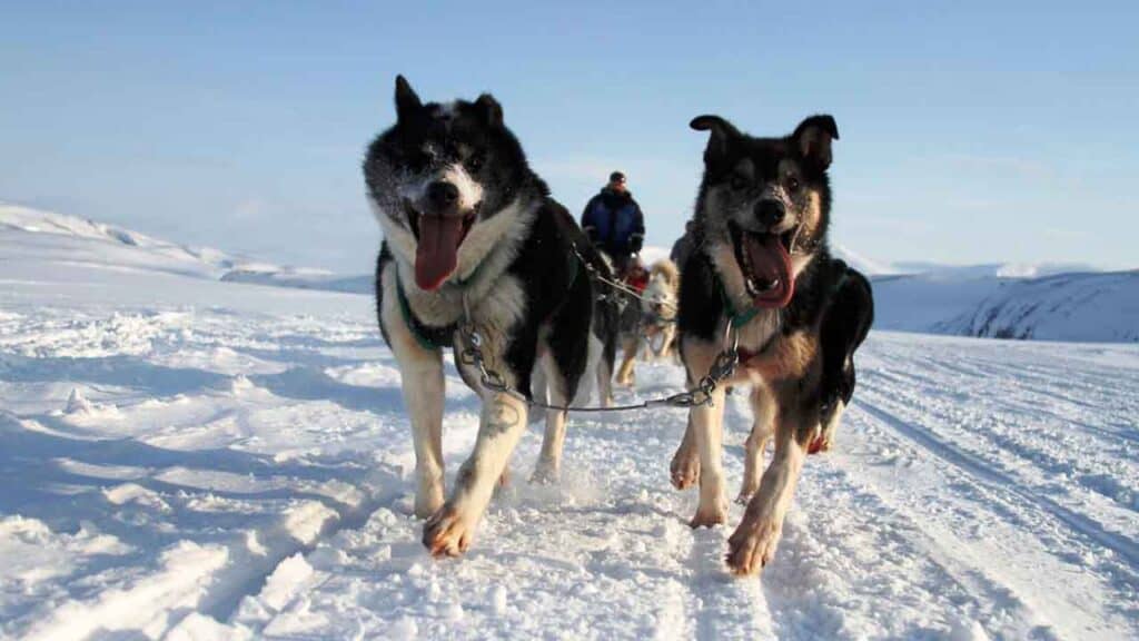 Two happy huskies running in snowy landscape.
