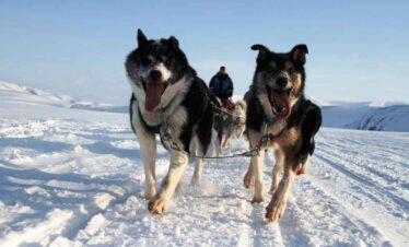 Two happy huskies running in snowy landscape.
