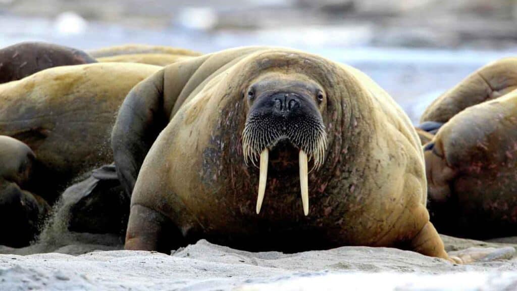Walrus resting on sandy beach with other walruses in the background.