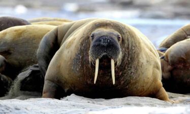 Walrus resting on sandy beach with other walruses in the background.