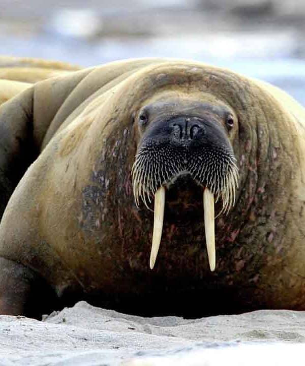 Walrus resting on sandy beach with other walruses in the background.