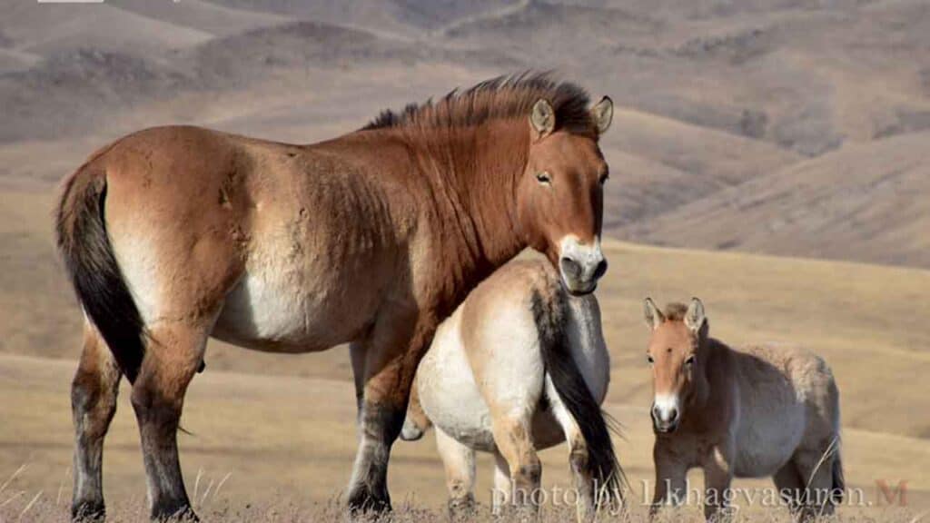 Beautiful horses grazing in a vast rural landscape.