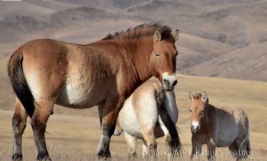Beautiful horses grazing in a vast rural landscape.