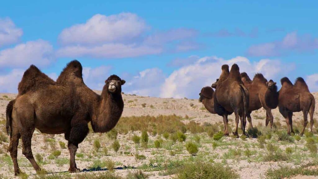 Camel herd in a desert landscape under a blue sky.
