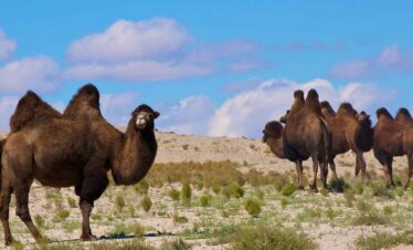 Camel herd in a desert landscape under a blue sky.