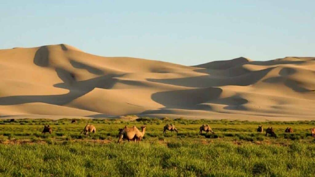 Camel caravan crossing the desert with sand dunes in the background.