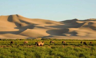 Camel caravan crossing the desert with sand dunes in the background.