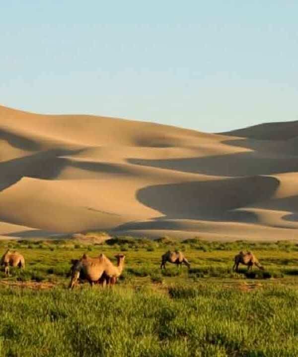 Camel caravan crossing the desert with sand dunes in the background.