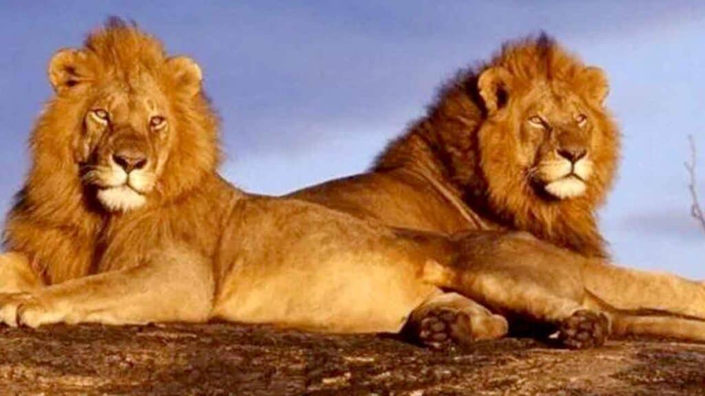 Two majestic lions resting on a rocky outcrop under a blue sky.