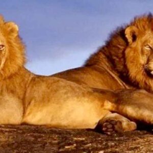 Two majestic lions resting on a rocky outcrop under a blue sky.