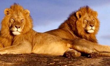 Two majestic lions resting on a rocky outcrop under a blue sky.