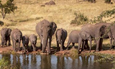 Elephants gathering at a waterhole in the savannah.