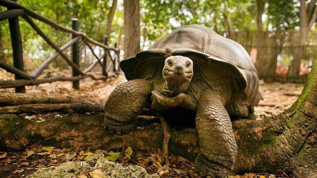 Tortoise on forest floor with lush greenery in the background.