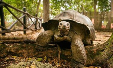 Tortoise on forest floor with lush greenery in the background.