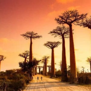 Limas Baobabs and Sunsets in Madagascar June 2026