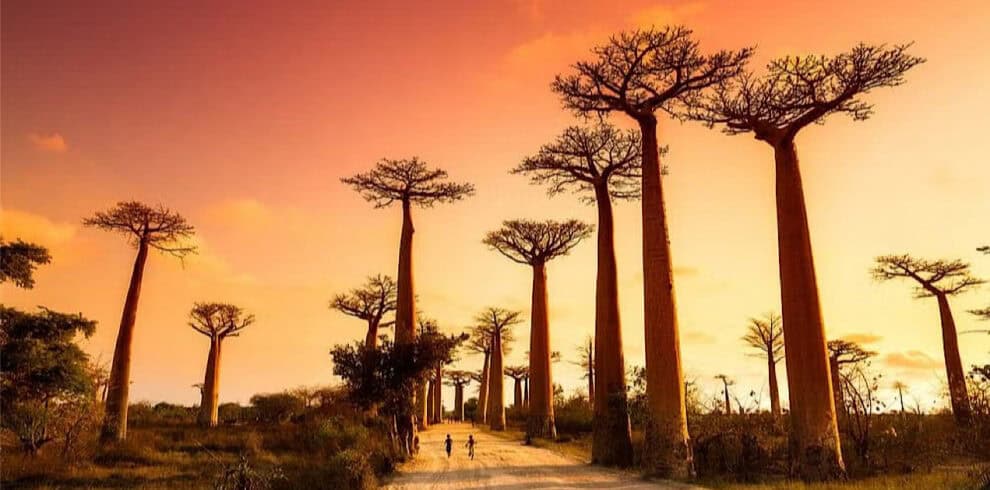 Madagascar Group Tour Solo